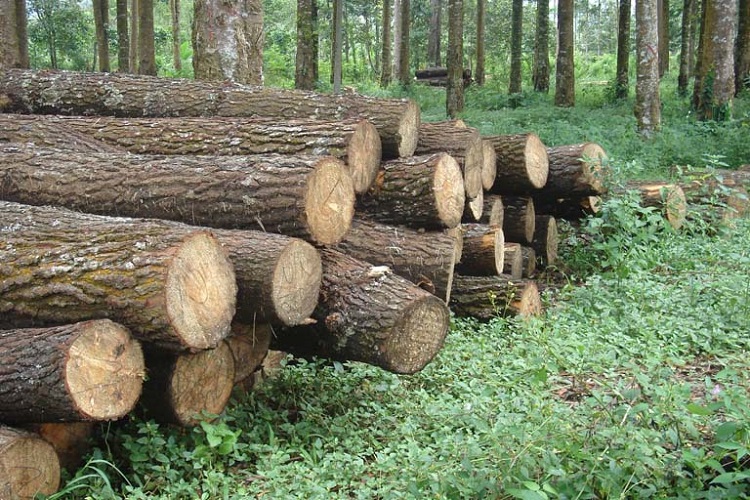 Transtoto: Perhutani Sebaiknya Kelola Sumber Daya Hutan, Bukan Bisnis Kayu
