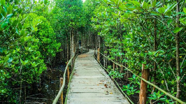 Wisata Hutan Mangrove