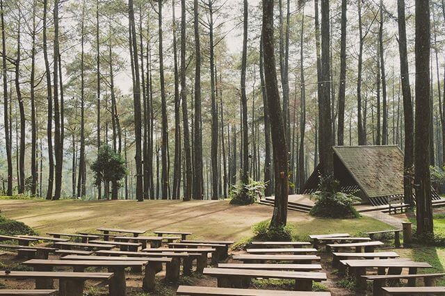 Sejenak Rileks Menikmati Alunan Musik di Hutan Pinus Orchid Forest Lembang